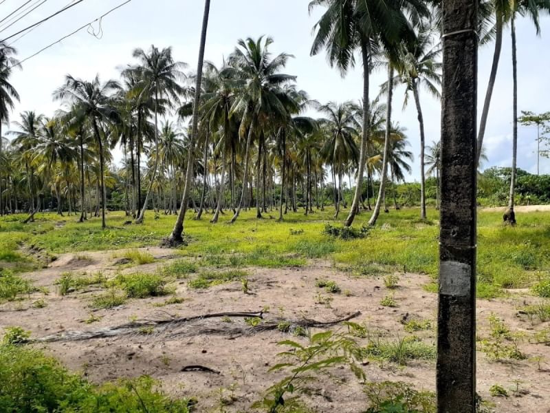 ขายที่ดิน เจ้าของขายเอง เนื้อที่ 16ไร่ 3งาน 65ตารางวา ตำบลคึกคัก อำเภอตะกั่วป่า จังหวัดพังงา 